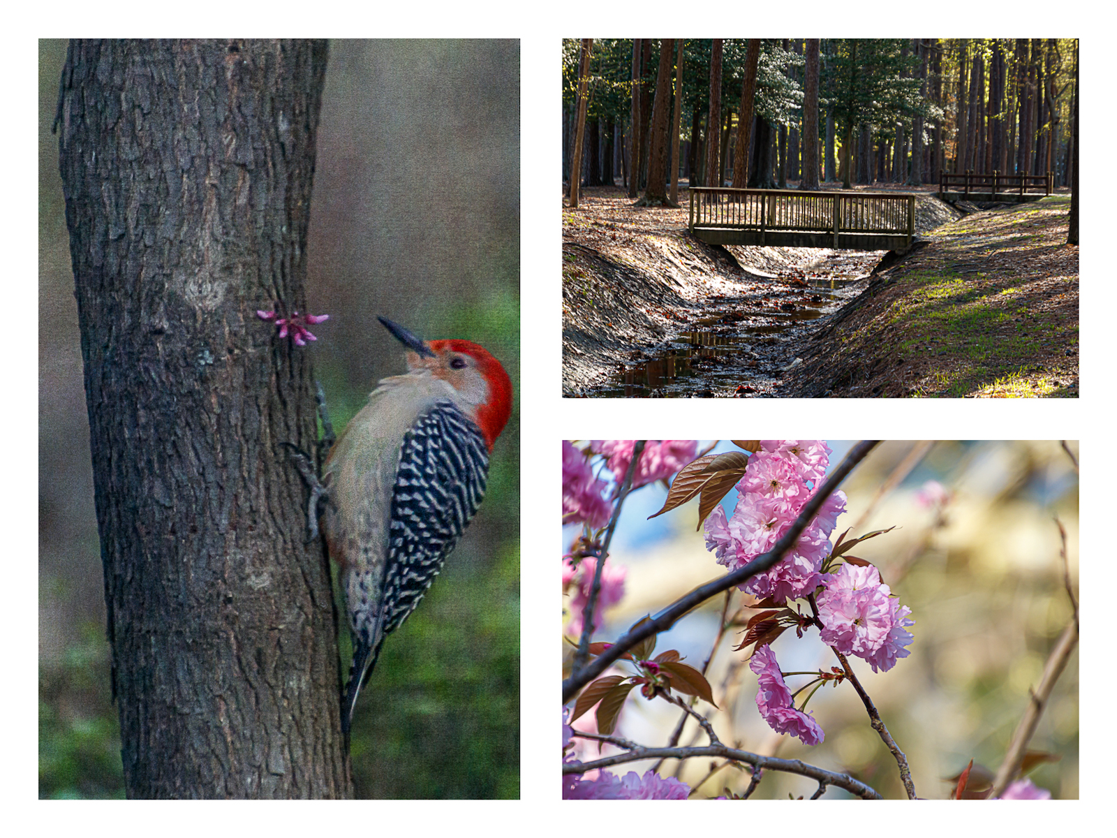 how-to-make-a-collage-in-lightroom-365-picture-today